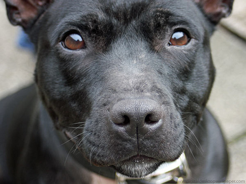 Staffordshire Bull Terriers are one of the least adopted breeds. Photo: Digital Wallpapers via Flickr