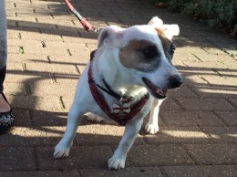 Tilly, looking slightly nervous before her microchipping session!