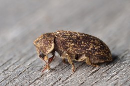 Death Watch Beetle. Courtesy of Gilles San Martin 