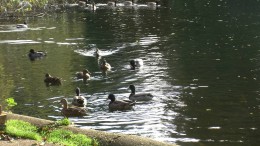 Ducks swimming in Lincolnshire pond.