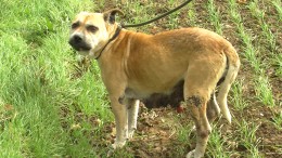 Lexi was rescued by Lincolnshire Rescue Kennels.