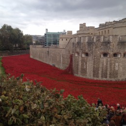 The display of poppies at the Tower of London will be coming to Lincoln next year
