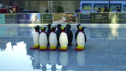 Unused penguins as the rink is shut