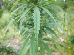 A picture of a cannabis plant.