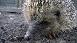 Young Hedgehog