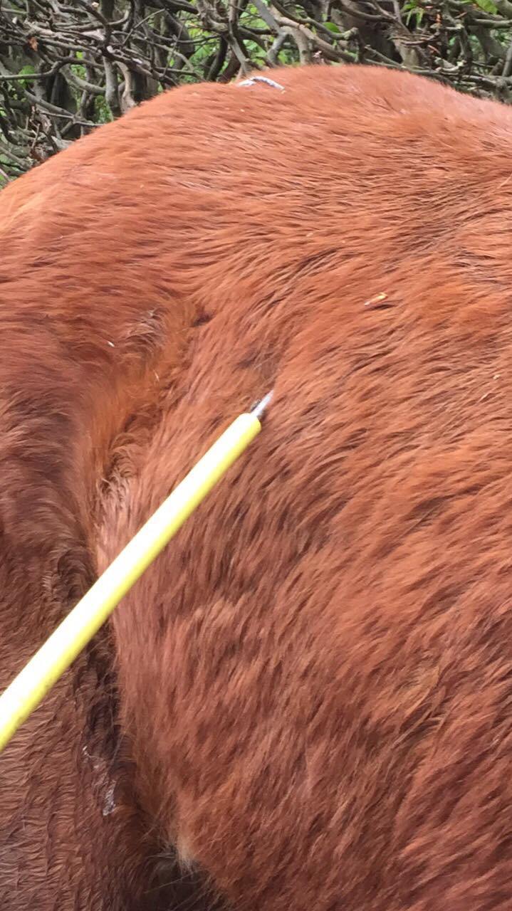 A horse has been stabbed multiple times on Sunday 29th by strangers. The incident is believed to happen midday in a field off Washingborough Road.