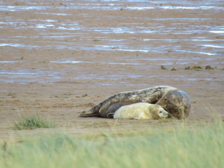 An image of the first seal pup to be born at Donna Nook in 2020.