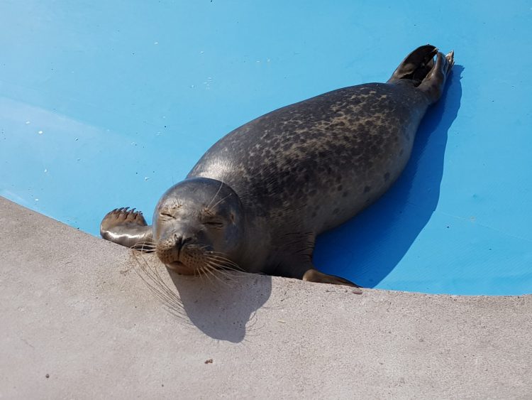 Natureland Seal Sanctuary rehabilitates around 60 to 70 seals each year.