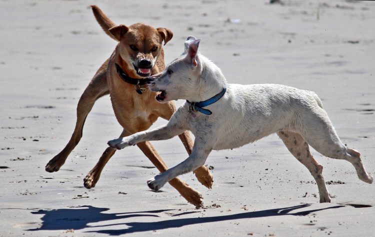 Dog-on-dog attacks have risen by 54% since 2020, according to a recent report by CFBA. The problem is continuing to grow every year, and more campaigns are being set up to help tackle the issue.